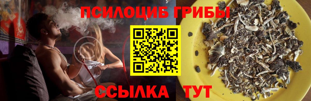 Галлюциногенные грибы Psilocybine cubensis Солнечногорск